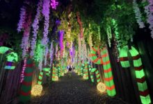 7 Philippine Christmas Flowers to Brighten Your Holidays