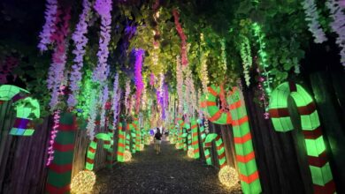 7 Philippine Christmas Flowers to Brighten Your Holidays