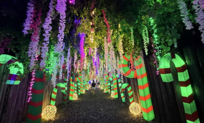 7 Philippine Christmas Flowers to Brighten Your Holidays
