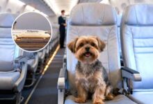 FurPAL: Philippine Airlines Lets Small Dogs Fly In-Cabin