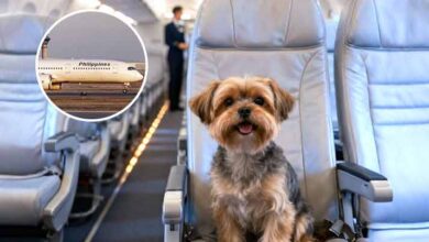 FurPAL: Philippine Airlines Lets Small Dogs Fly In-Cabin