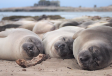 Animals That Mate Only in February: Understanding the February Animal Mating Season