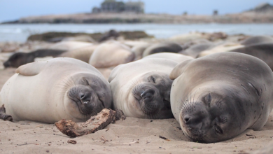 Animals That Mate Only in February: Understanding the February Animal Mating Season