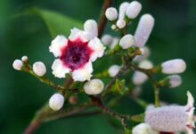 Kantutan Plant is a real plant in the Philippines