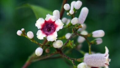 Kantutan Plant is a real plant in the Philippines