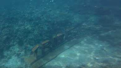 Is Freediving in Mabini Worth It? Our Experience with Freedive Tribe PH