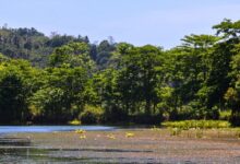 Metro Manila Needs Its Wetlands as Calamities Strike