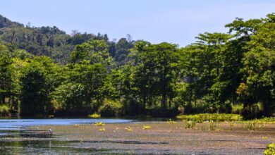 Metro Manila Needs Its Wetlands as Calamities Strike
