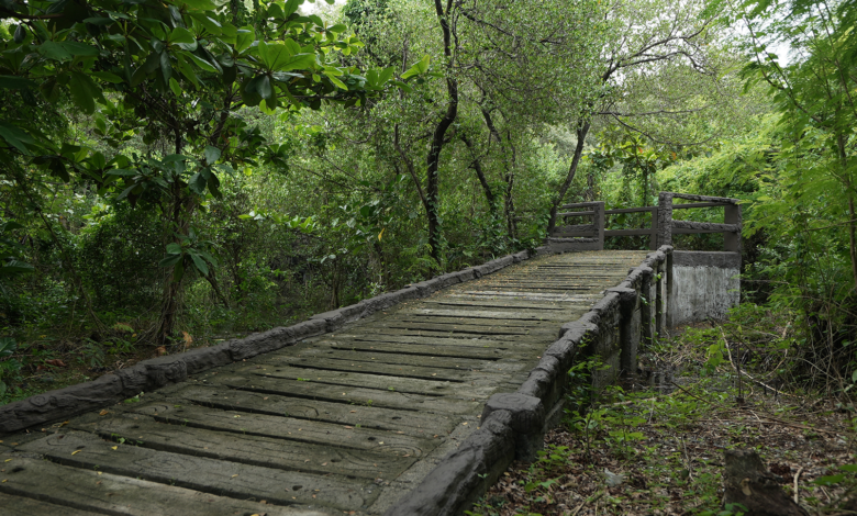 Metro Manila Needs Its Wetlands as Calamities Strike