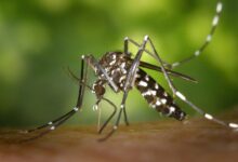 dengue prevention Philippines rainy season 2026 home checklist