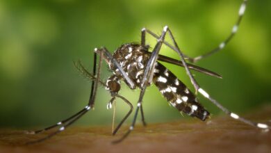 dengue prevention Philippines rainy season 2026 home checklist