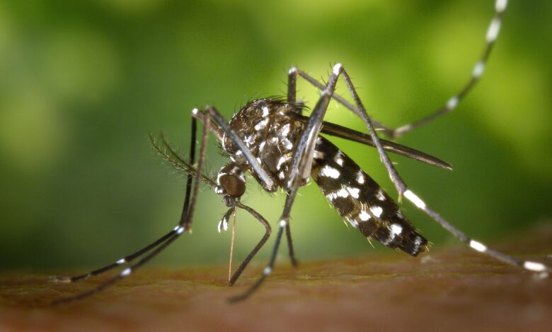 dengue prevention Philippines rainy season 2026 home checklist