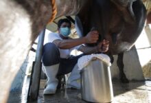Carabao Milk: PH “White Gold” Deserves More Attention