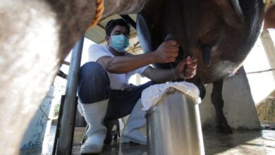 Carabao Milk: PH “White Gold” Deserves More Attention
