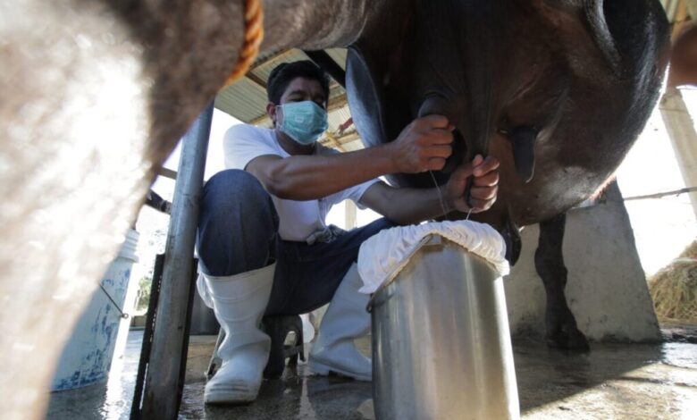 Carabao Milk: PH “White Gold” Deserves More Attention