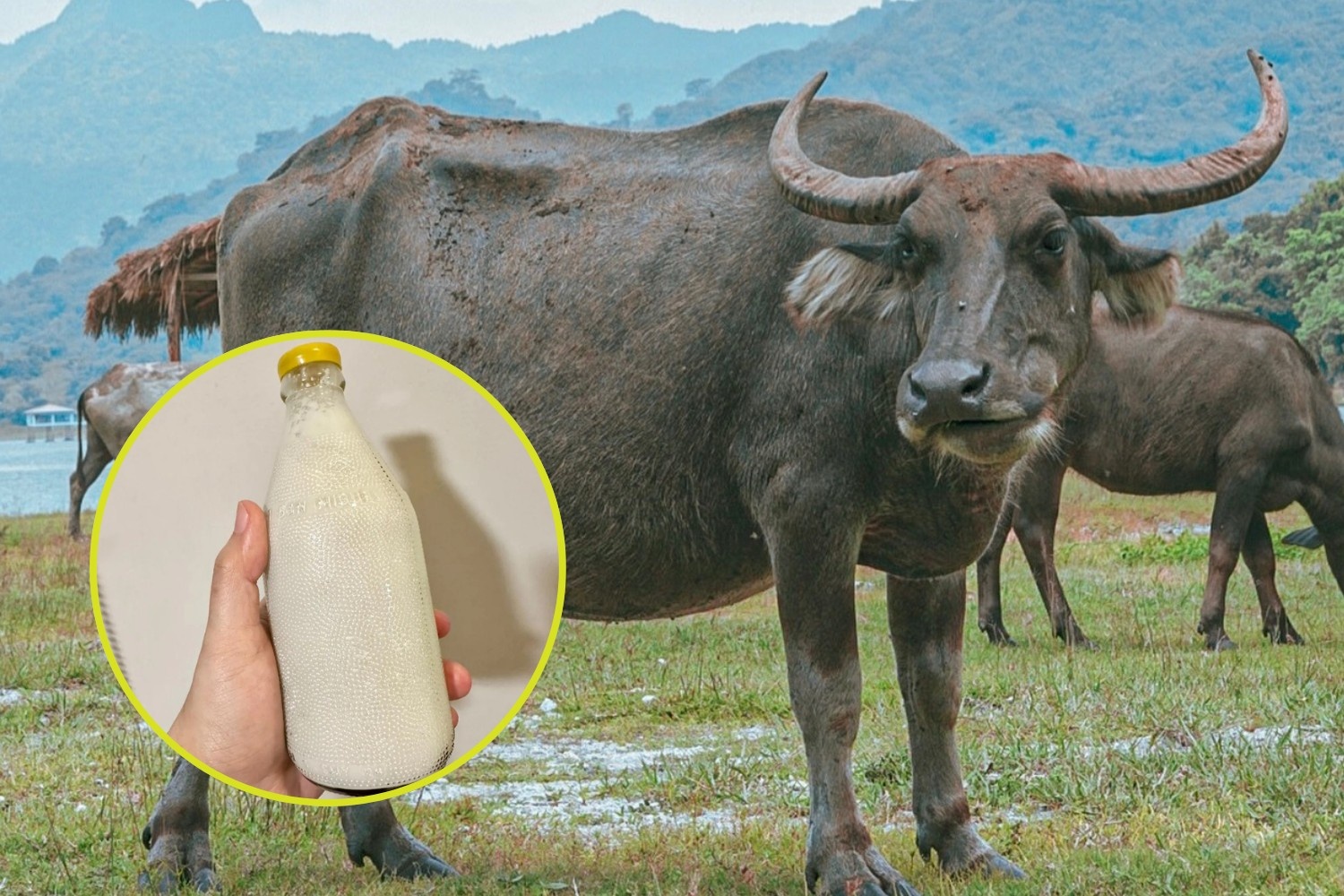 Carabao Milk: PH “White Gold” Deserves More Attention