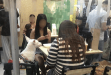 baby high chairs