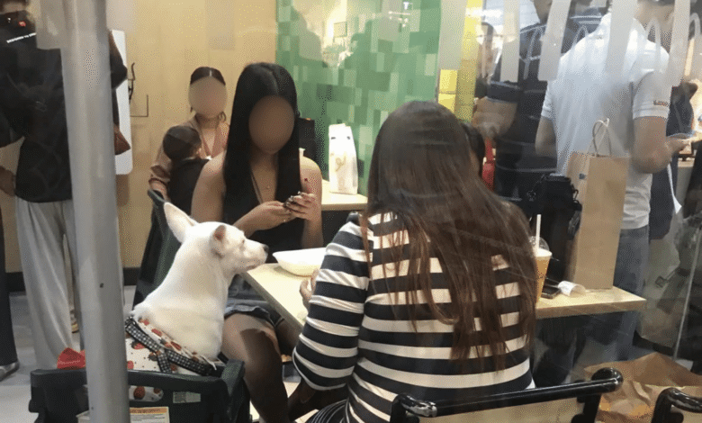 baby high chairs