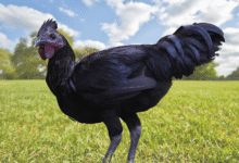 black chicken
