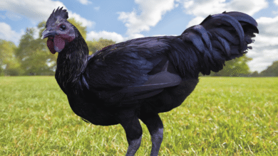 black chicken