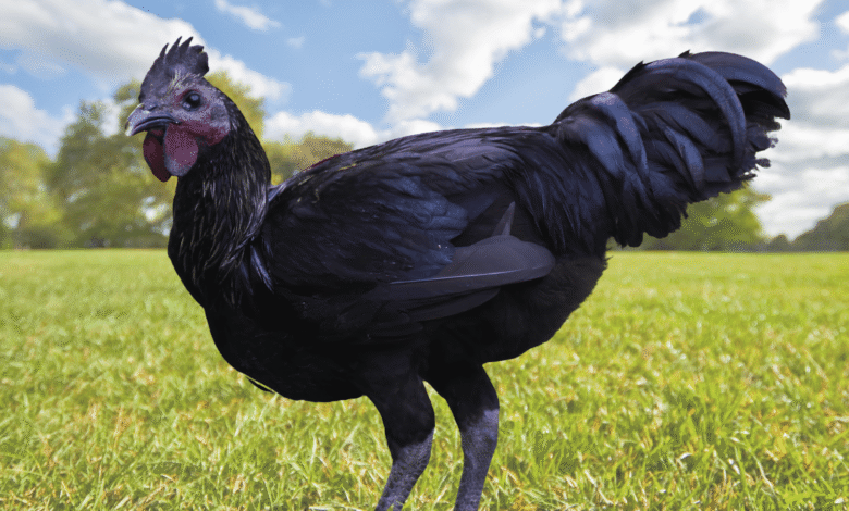 black chicken