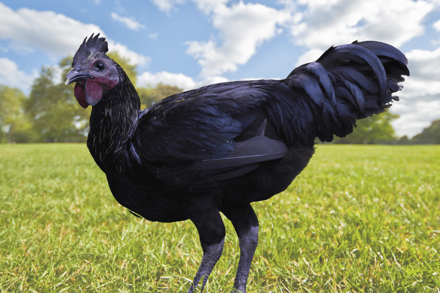 black chicken