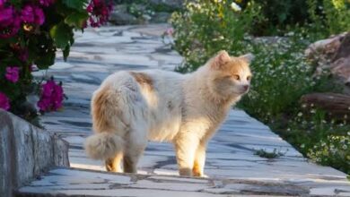 Greek Island Offers Free Housing to Cat Sanctuary Volunteers