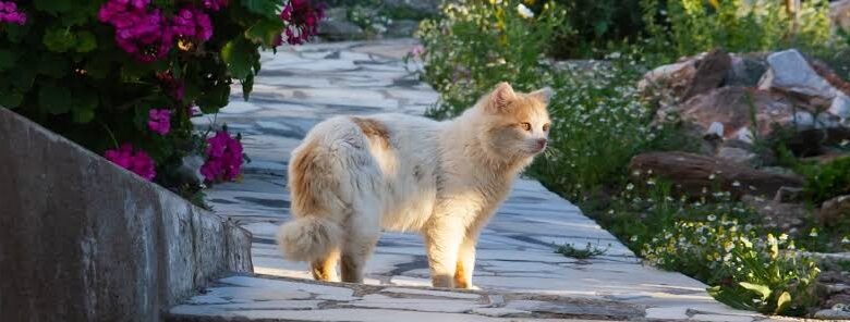 Greek Island Offers Free Housing to Cat Sanctuary Volunteers