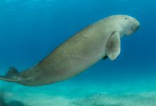 Dugongs in Sultan Kudarat: 4 Facts About These Marine Mammals