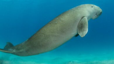 Dugongs in Sultan Kudarat: 4 Facts About These Marine Mammals