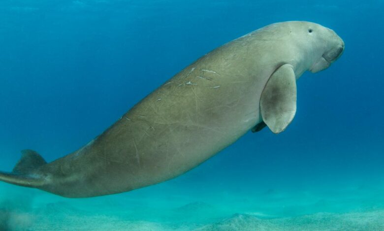 Dugongs in Sultan Kudarat: 4 Facts About These Marine Mammals