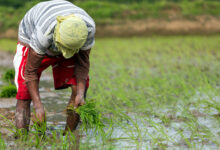 Philippine Agriculture Needs More Young Farmers