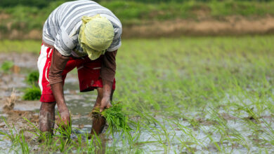 Philippine Agriculture Needs More Young Farmers