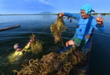 seaweed farming