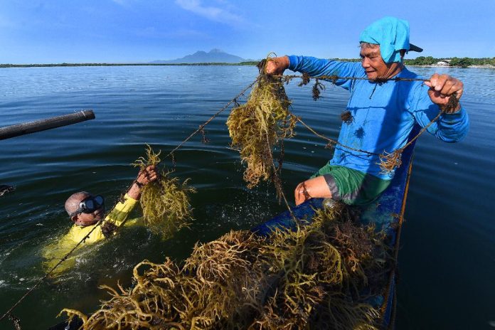 seaweed farming