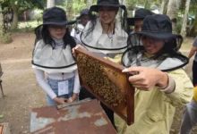 beekeeping