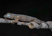 The World’s Newest Gecko Species Lives Only in Romblon