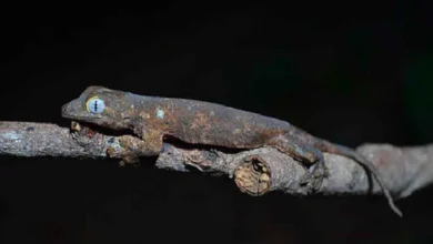The World’s Newest Gecko Species Lives Only in Romblon