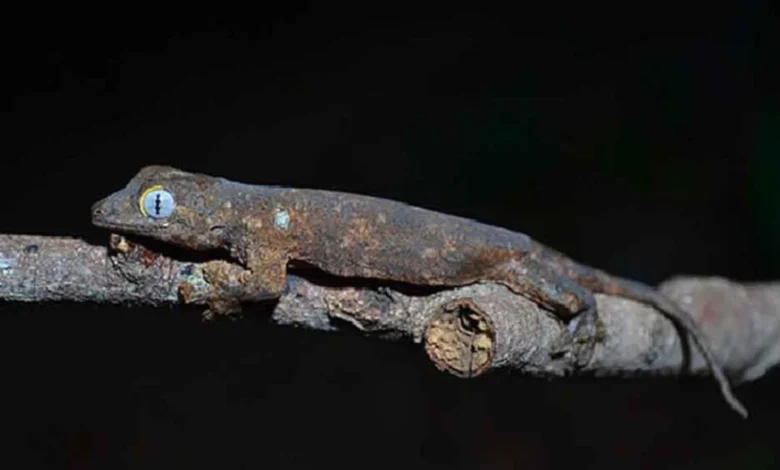The World’s Newest Gecko Species Lives Only in Romblon