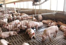 local hog industry