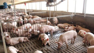 local hog industry