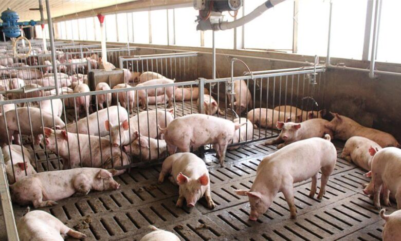 local hog industry