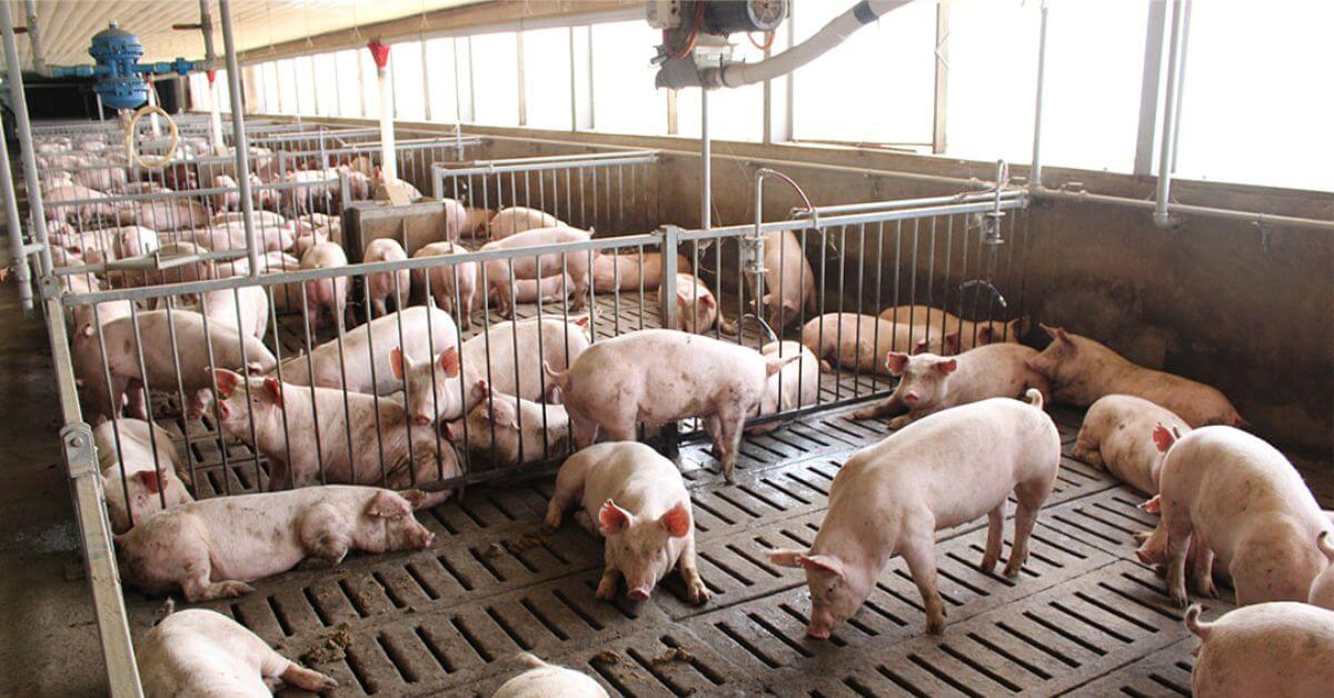 local hog industry