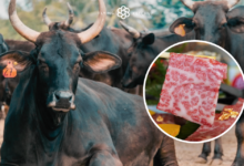 Wagyu Beef in the Philippines