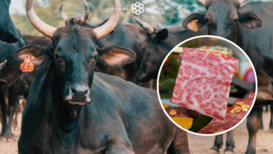 Wagyu Beef in the Philippines
