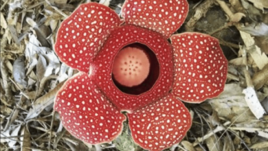 corpse flower in Apayao