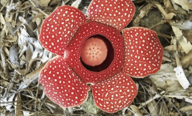 corpse flower in Apayao