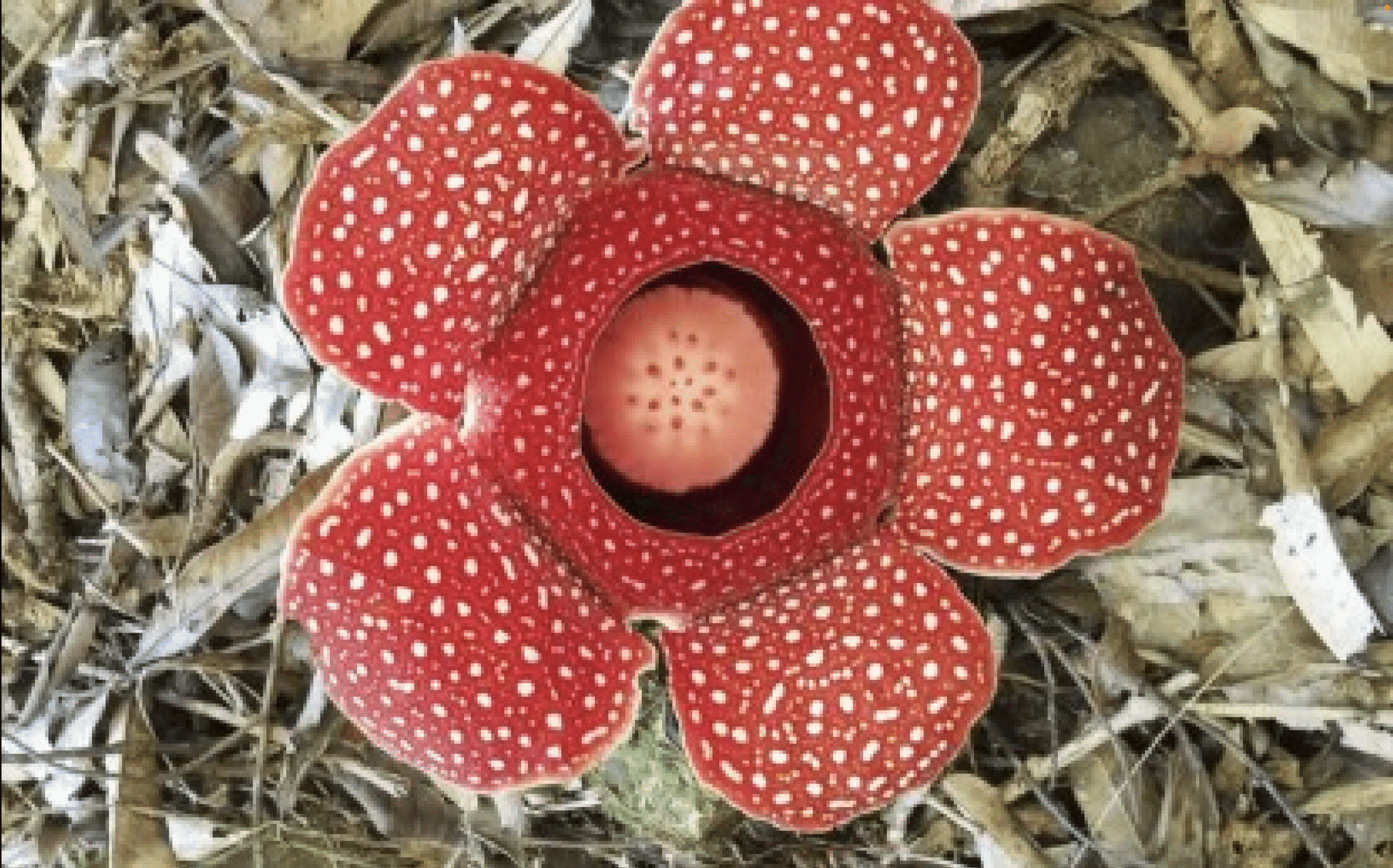 corpse flower in Apayao