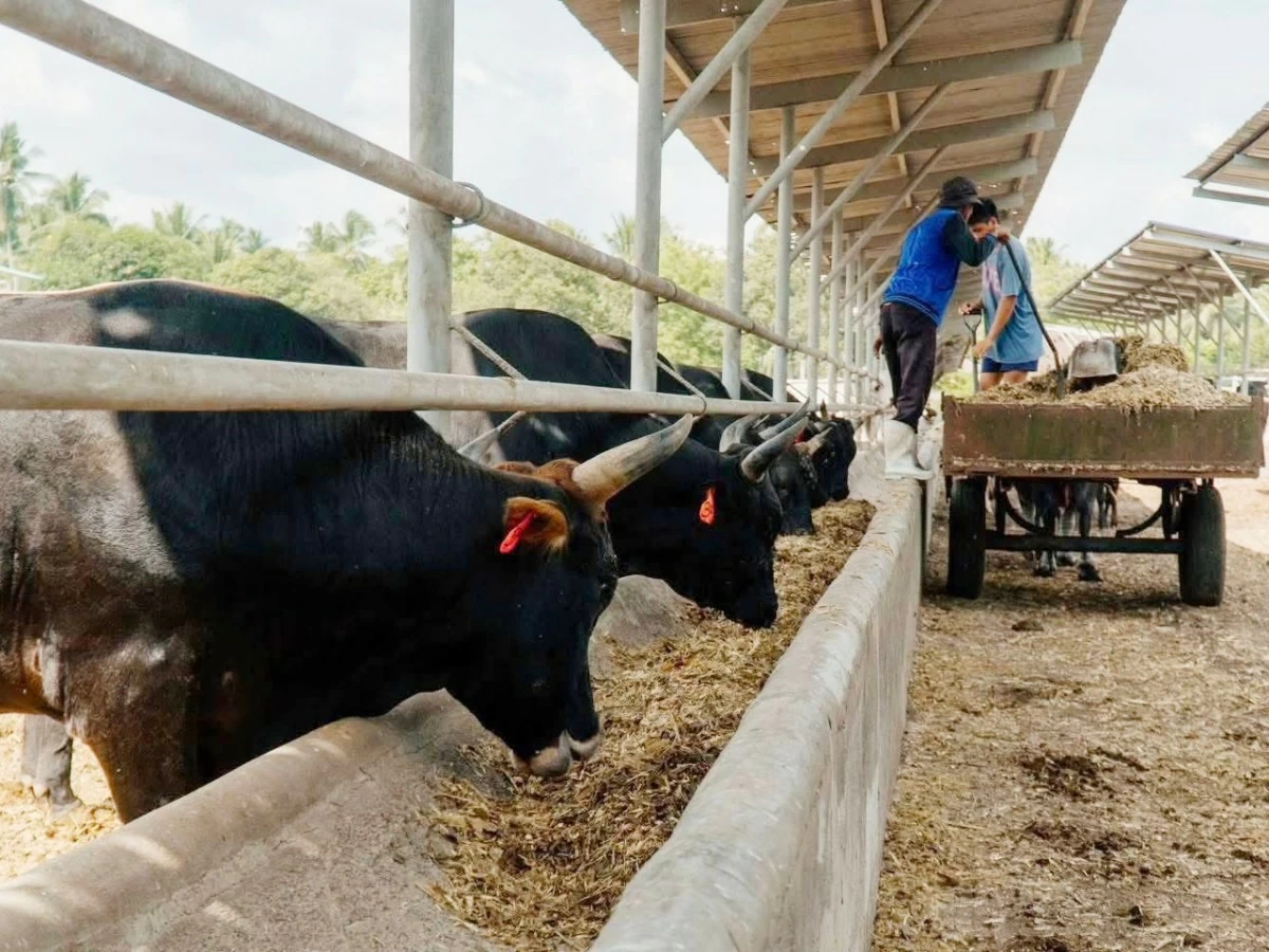 Wagyu Beef in the Philippines