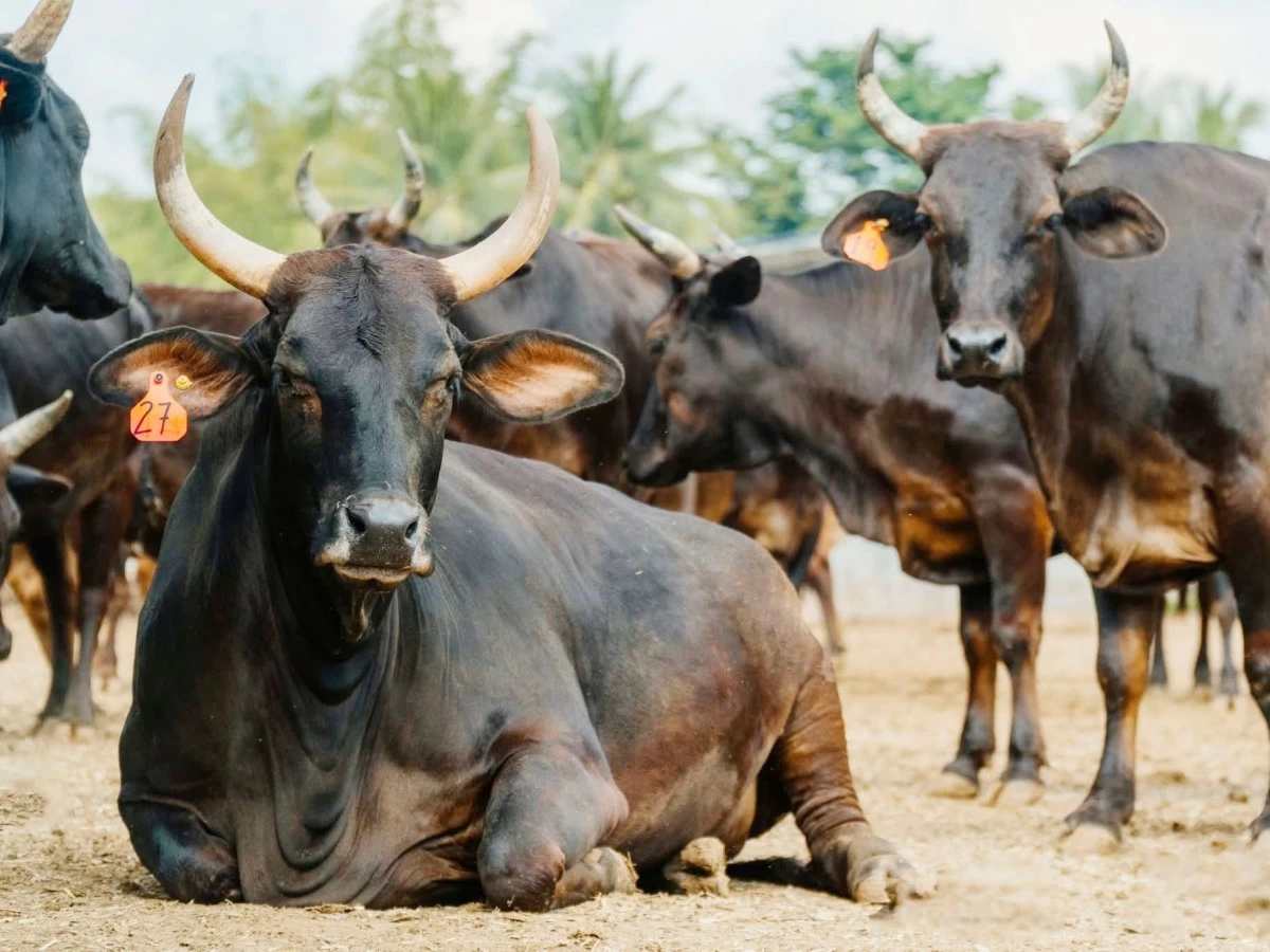 Wagyu beef in the Philippines